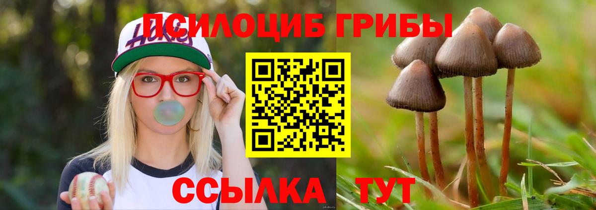 Псилоцибиновые грибы Cubensis Коркино